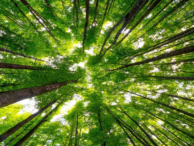 What Is Earth Month?