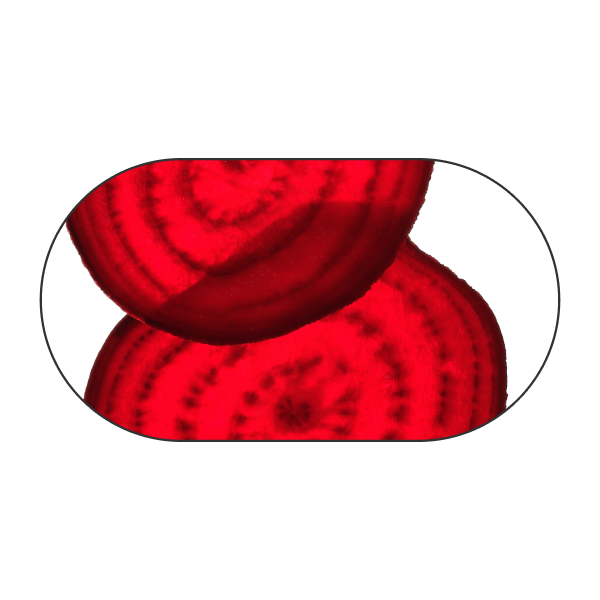 Beet