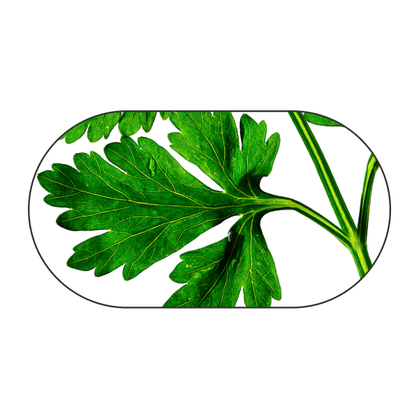 Parsley